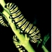 Monarch Butterfly (Milkweed) Danaus plexippus  10 larvae